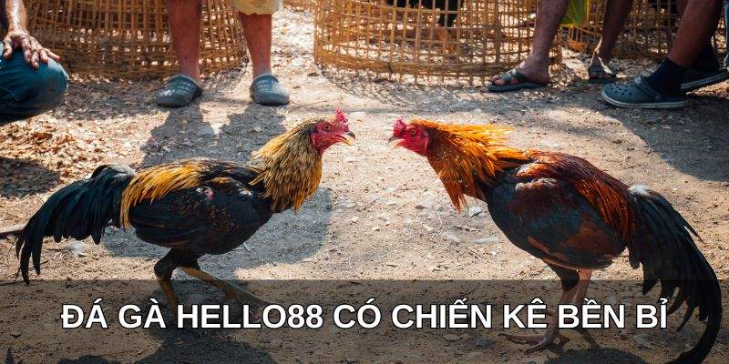 Đá gà Hello88 có chiến kê bền bỉ