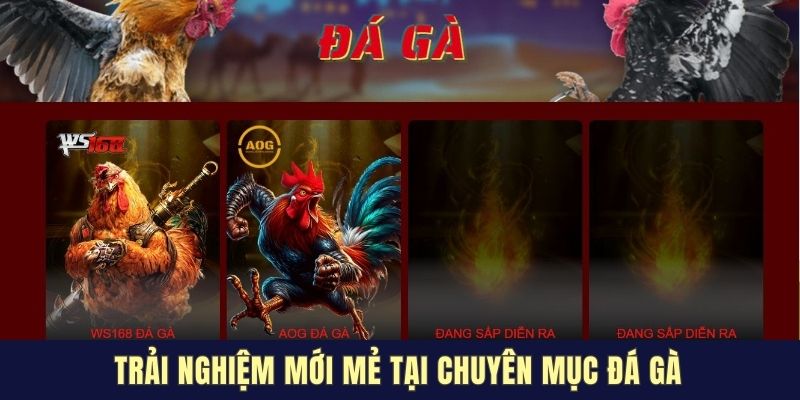 Trải nghiệm mới mẻ tại chuyên mục đá gà