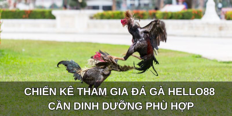 Chiến kê tham gia đá gà Hello88 cần dinh dưỡng phù hợp