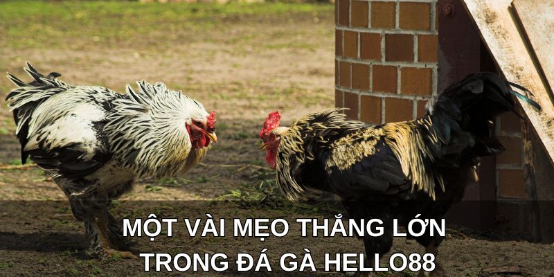 Một vài mẹo thắng lớn trong đá gà Hello88