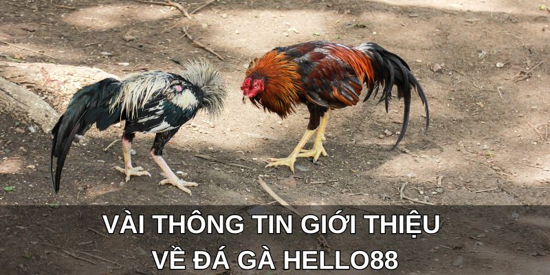 Vài thông tin giới thiệu về đá gà Hello88