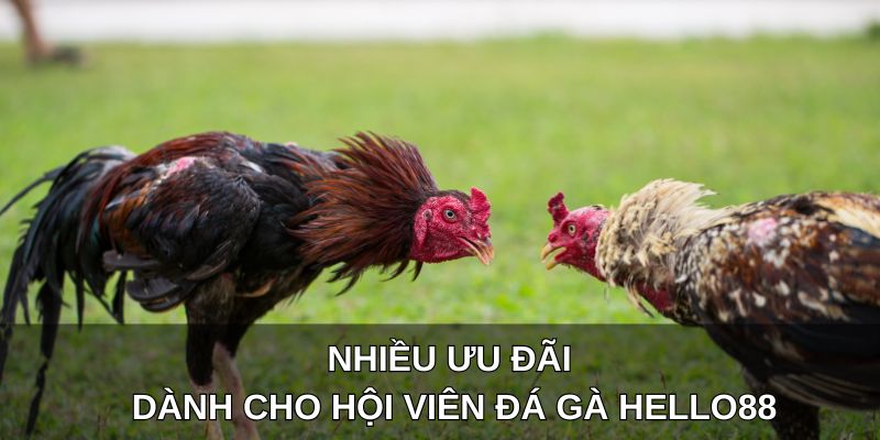 Nhiều ưu đãi dành cho hội viên đá gà Hello88